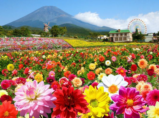 温暖な静岡県で花めぐりに最適な花畑10選