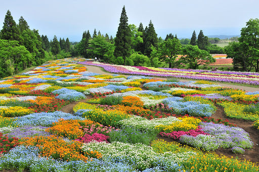 大分県のインスタ映えするスポット厳選