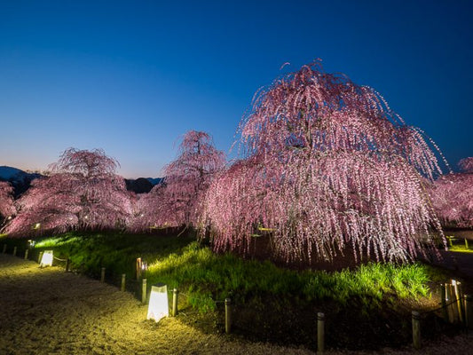 äžéçã®æ²³æŽ¥æ¡ïŒæ¢
ã§å°ãæ©ããè±èŠãïŒå®çªãšç©Žå Žã¹ããããå³éž