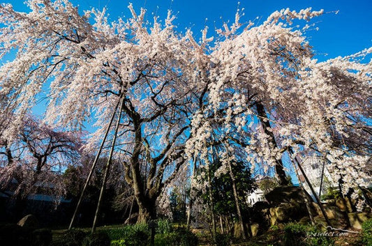 【お花見】原宿・表参道エリアの桜スポット5選