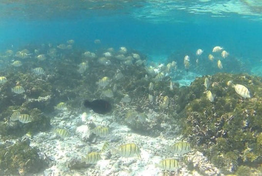 憧れのモルディブ観光ですべき８つのこと