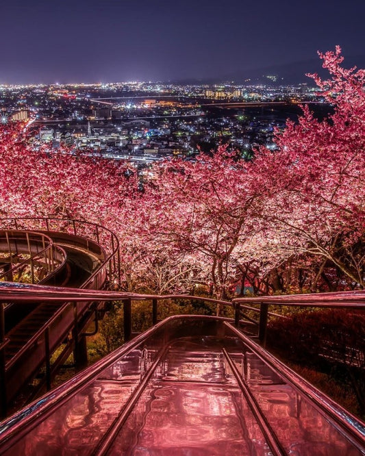 神奈川県でおすすめのお花見スポットを厳選