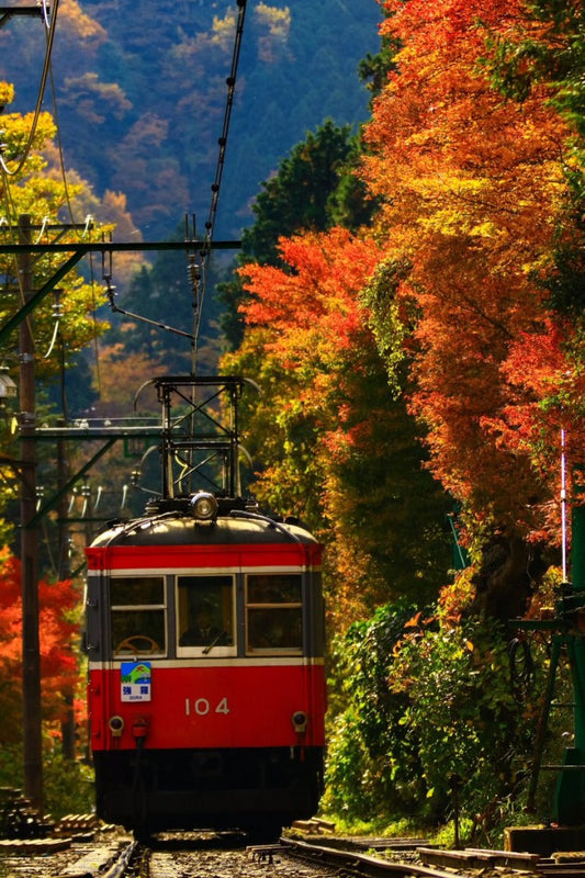 神奈川県でおすすめの紅葉スポットを厳選