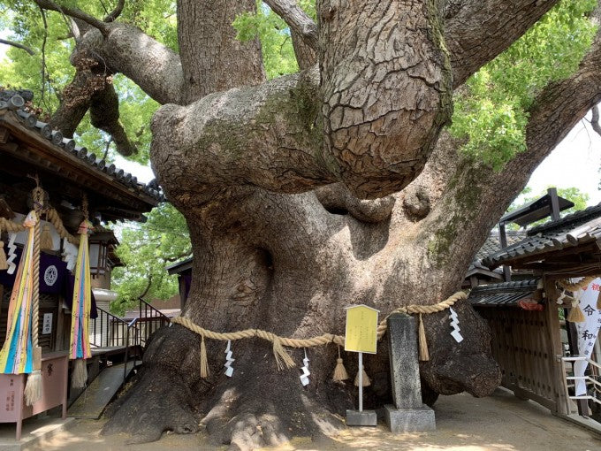 【大阪府】開運間違いなし！ パワースポット神社8選