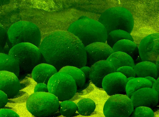 北海道道東を堪能する２泊３日のモデルコース