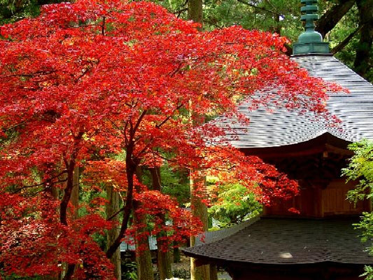 大本山永平寺の見どころを徹底解説