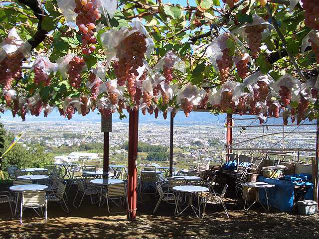 塚原山フルーツ農場ふかさわ