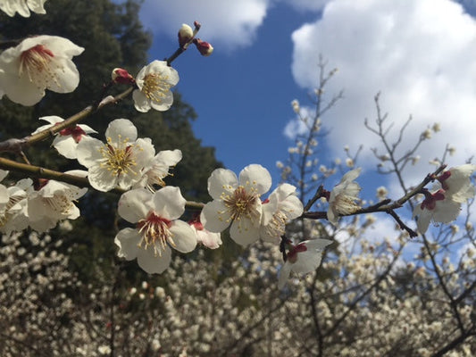 愛知県の梅のお花見スポット９選！早咲きの河津桜も楽しもう！
