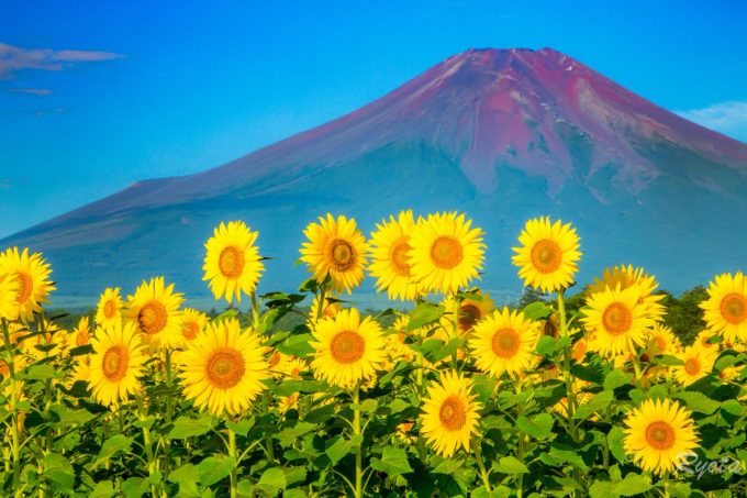 山梨県２大ひまわり畑の見どころを徹底解説