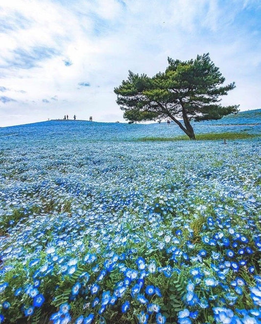 茨城県のインスタ映えするスポットを厳選