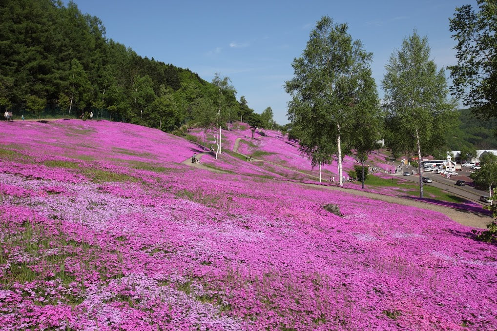 北海道で芝桜のお勧めスポットを厳選